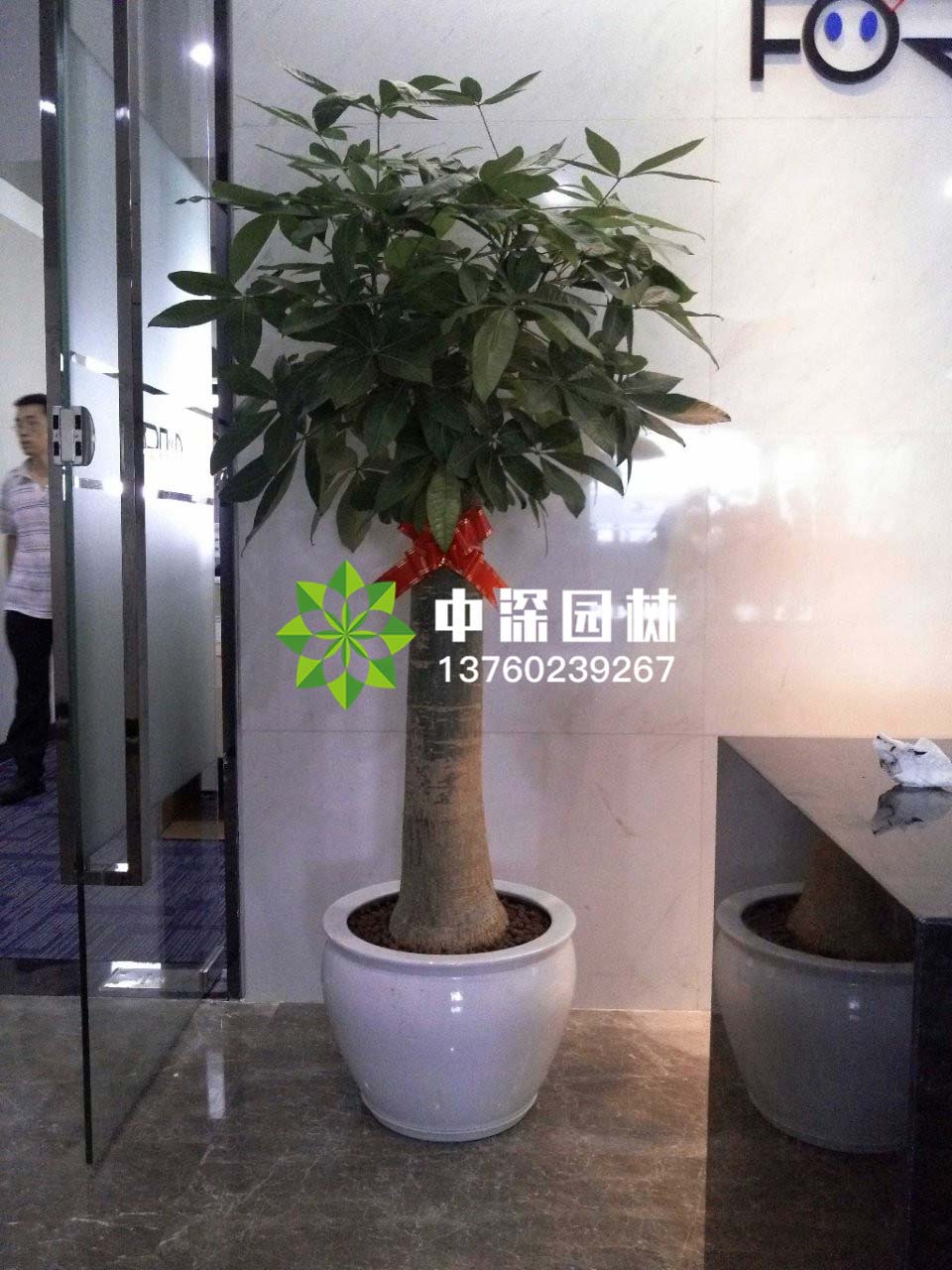 發(fā)財(cái)樹(shù)