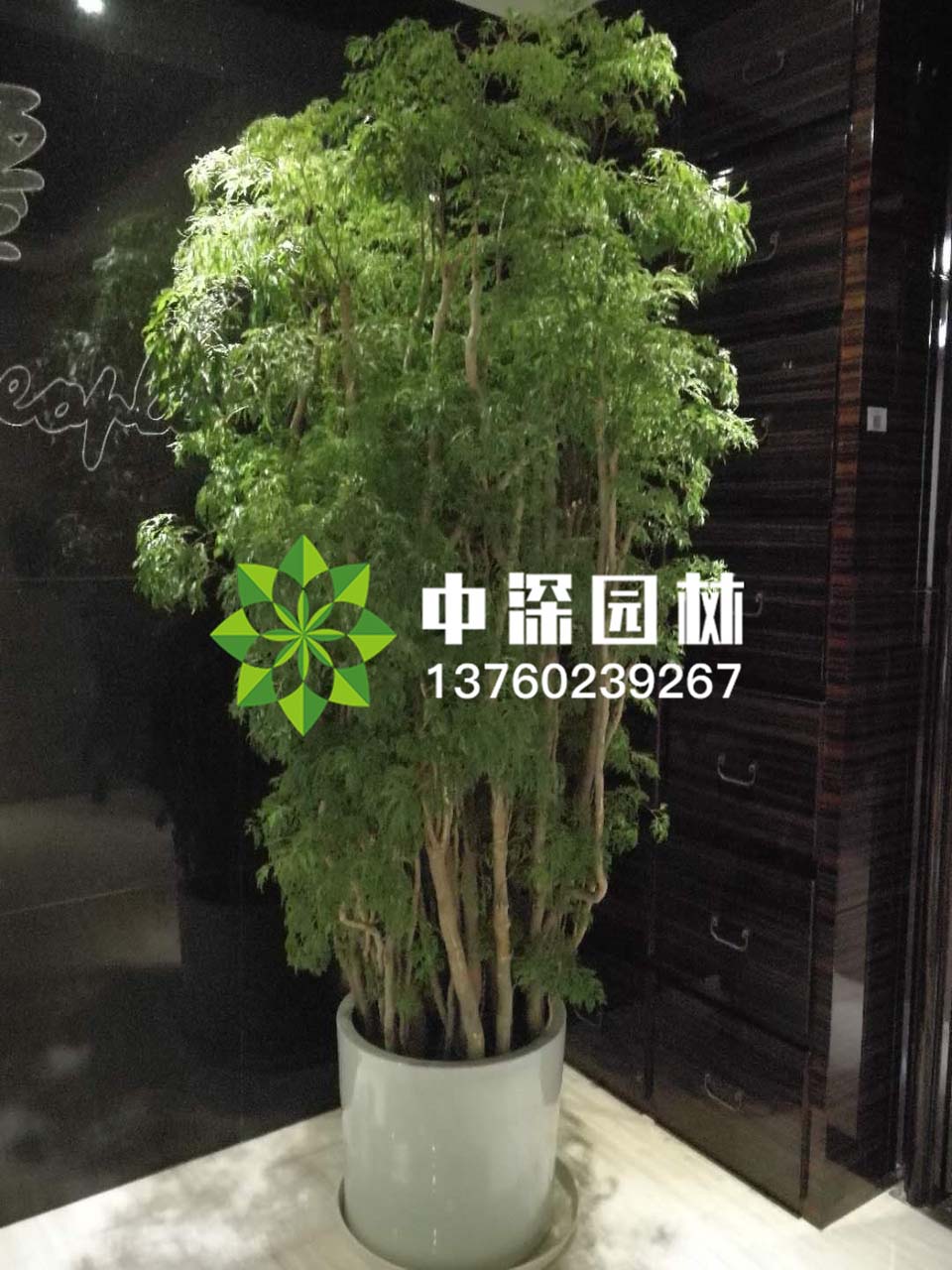 福祿桐