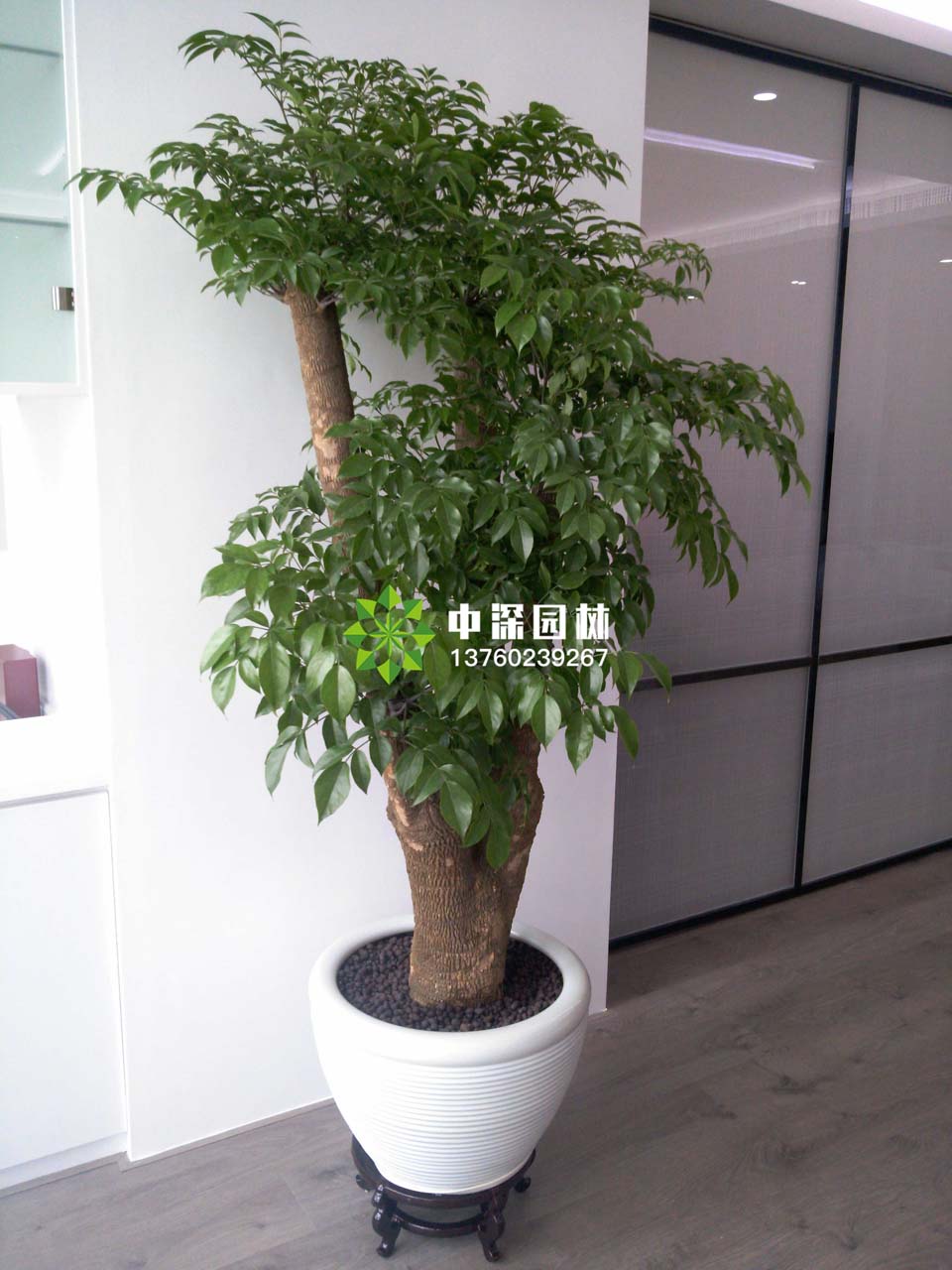 富貴樹、榕樹