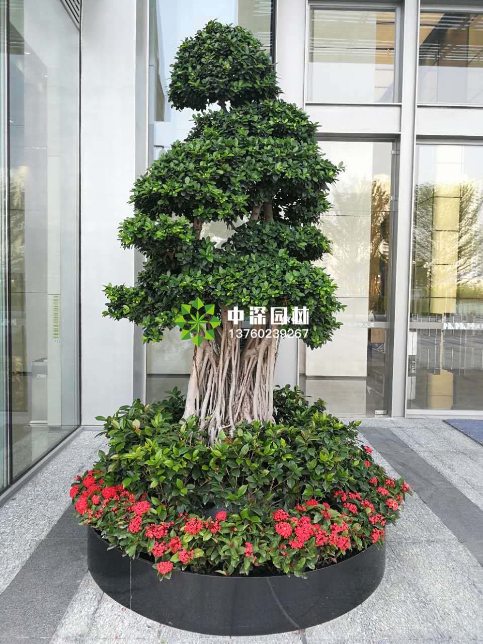 富貴樹、榕樹