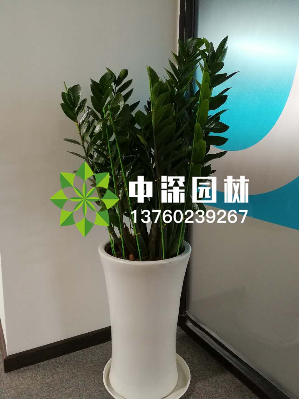 金錢樹