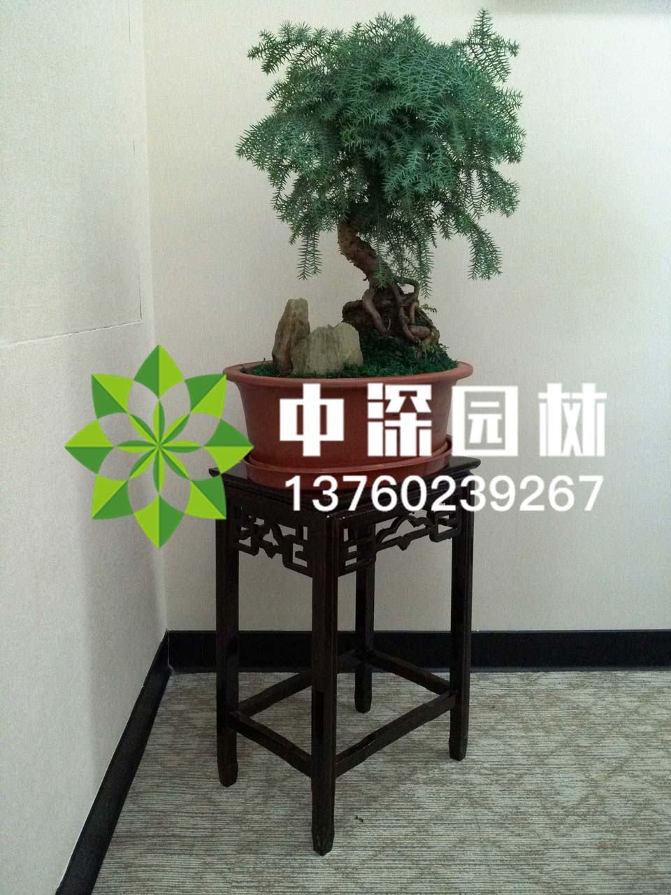 其他系列