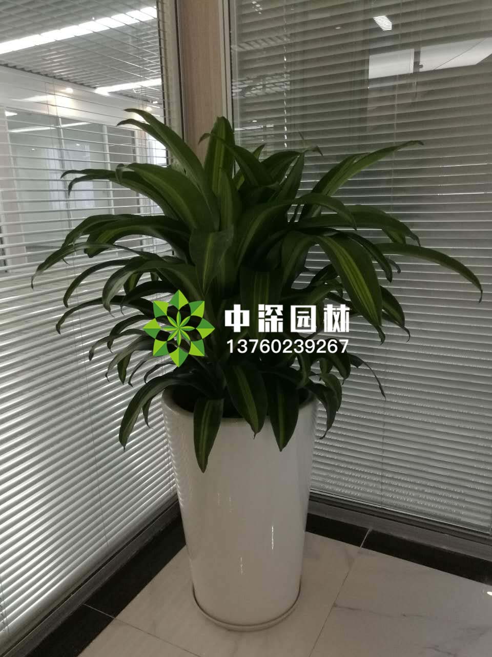 中型花卉