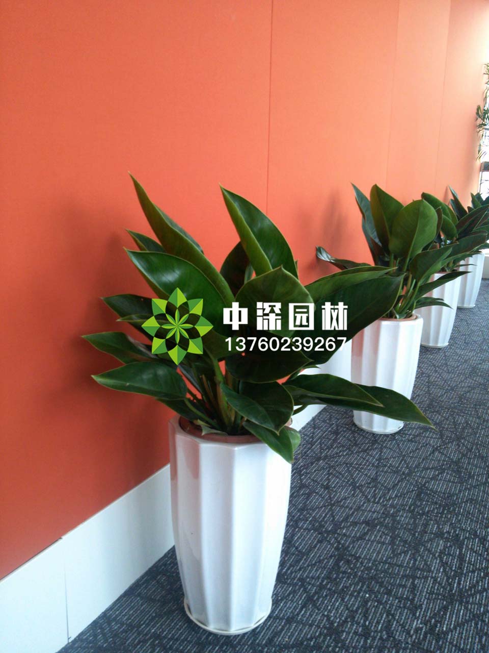 中型花卉