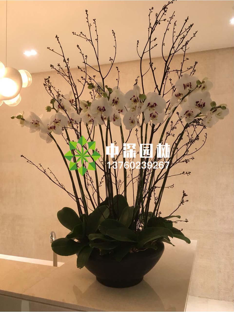 蝴蝶蘭系列