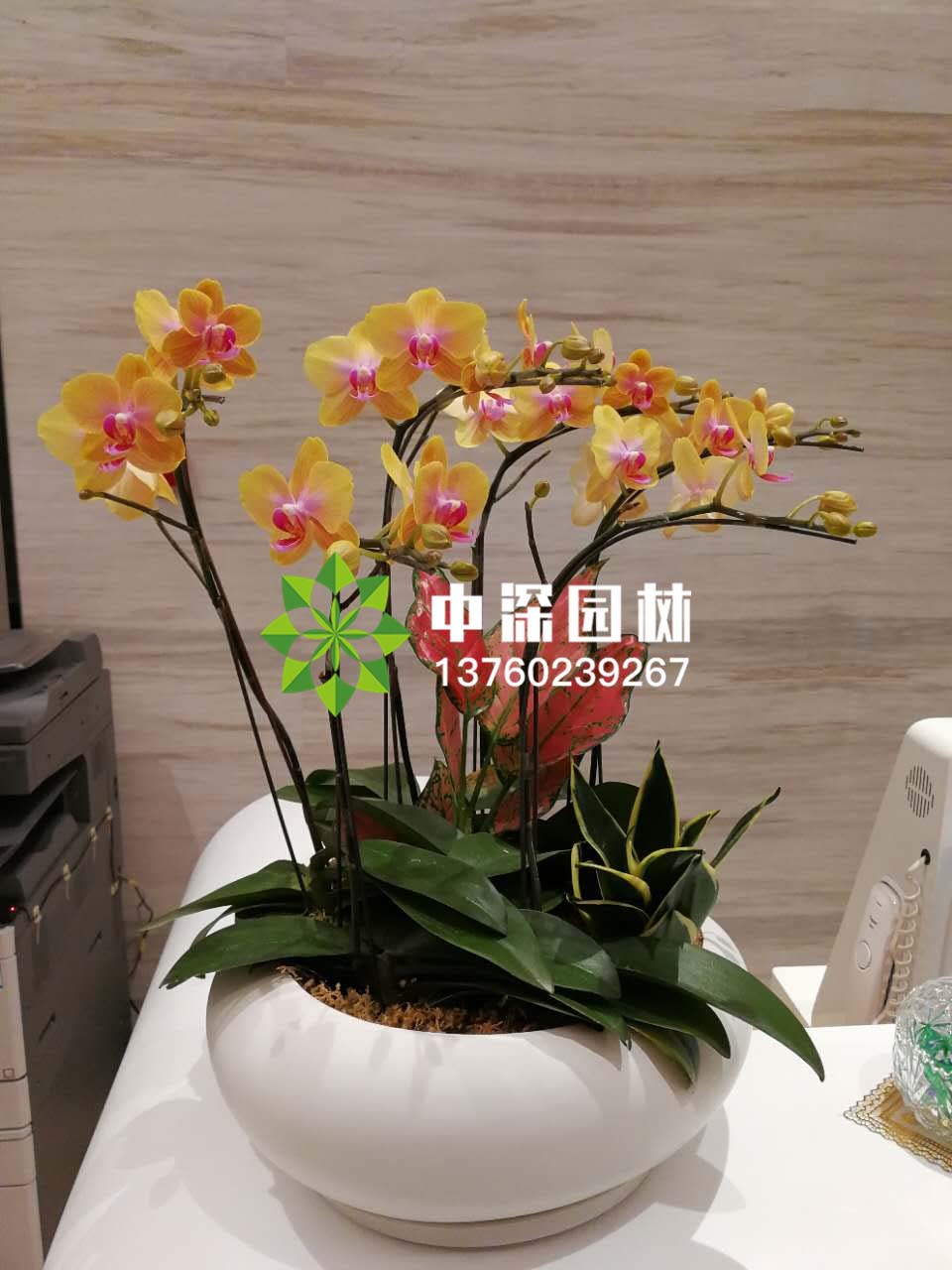 蝴蝶蘭系列