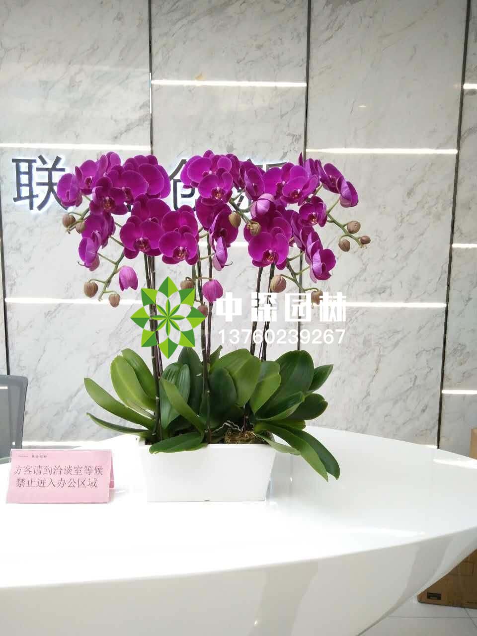 蝴蝶蘭系列