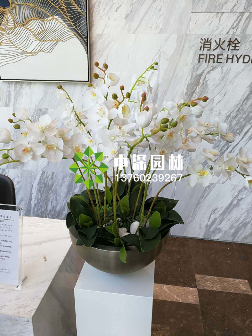 蝴蝶蘭系列