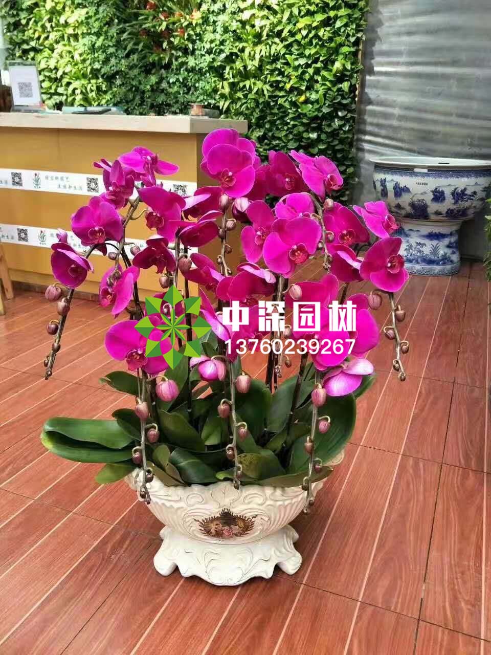 蝴蝶蘭系列