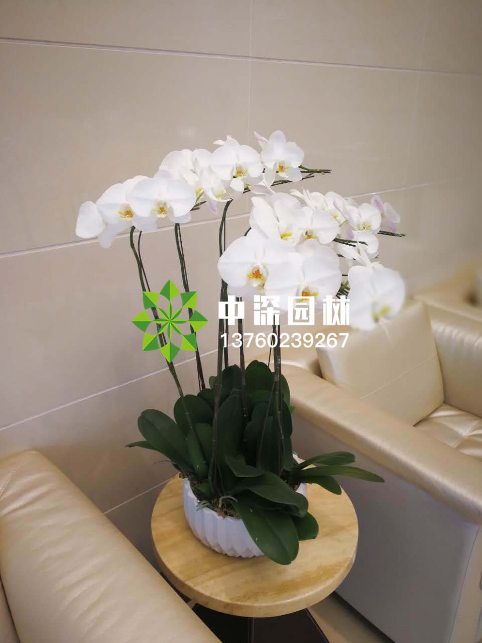 蝴蝶蘭系列