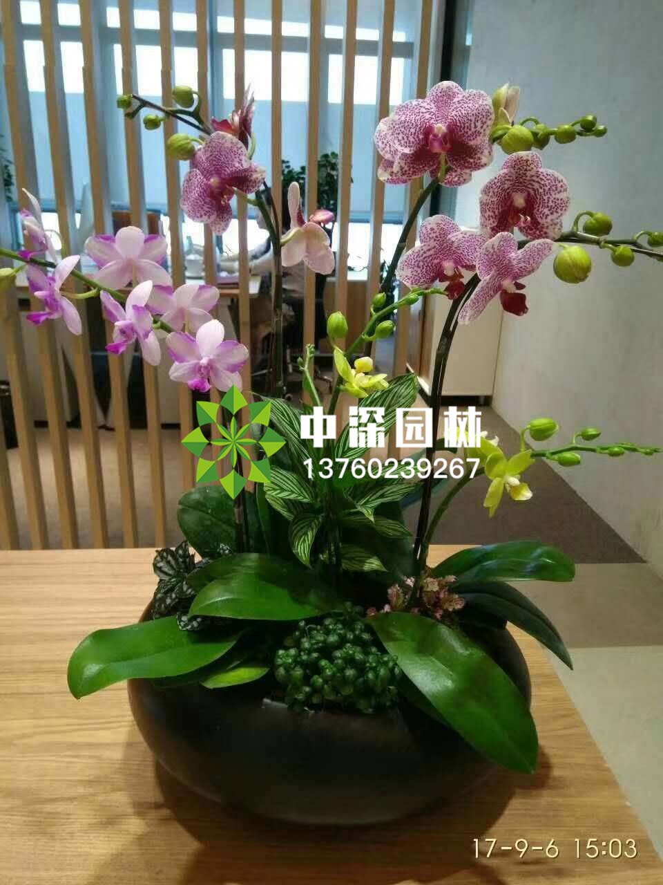 蝴蝶蘭系列