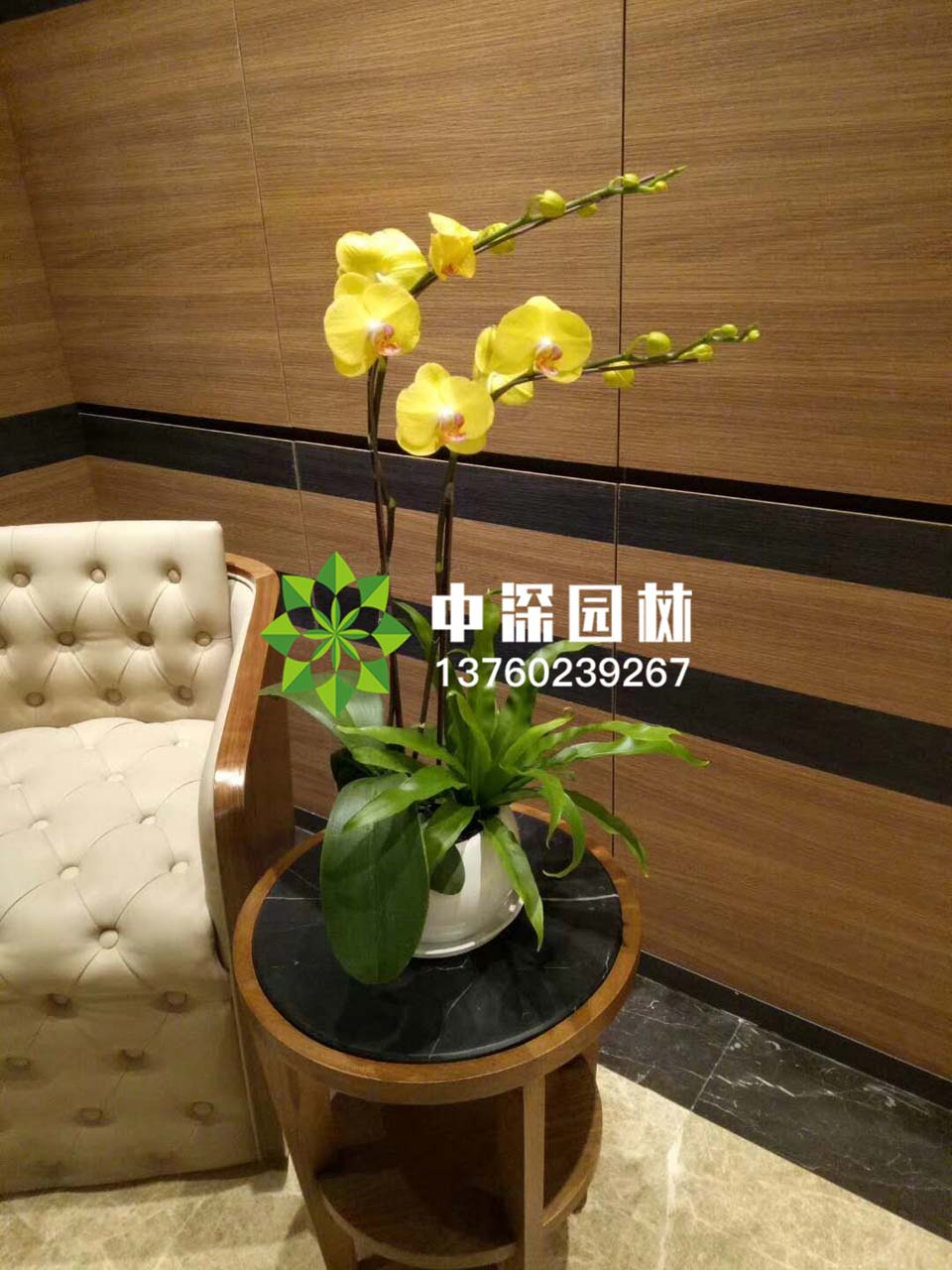 蝴蝶蘭系列