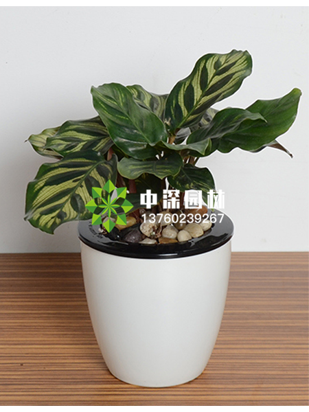 小型植物