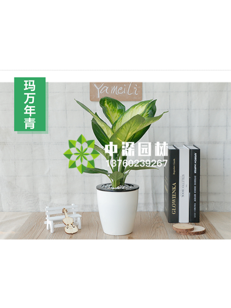 小型植物