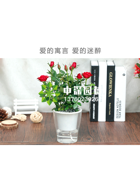 水培植物