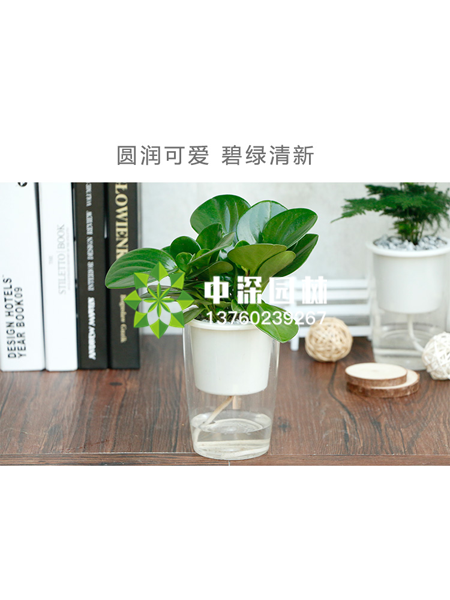 水培植物