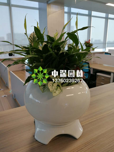 小型植物
