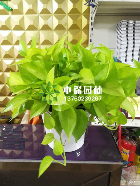 小型植物
