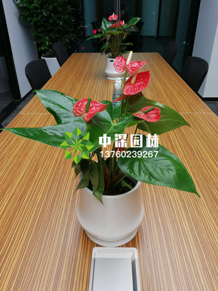 小型植物