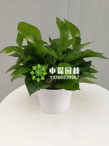 小型植物