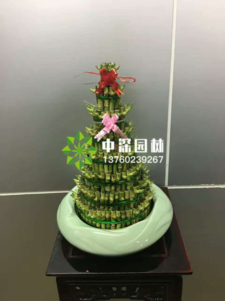 小型植物